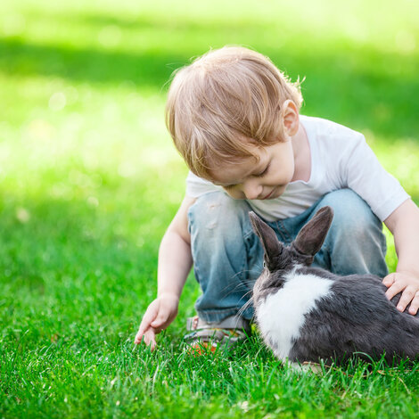 How & Why raise a rabbit in your garden?