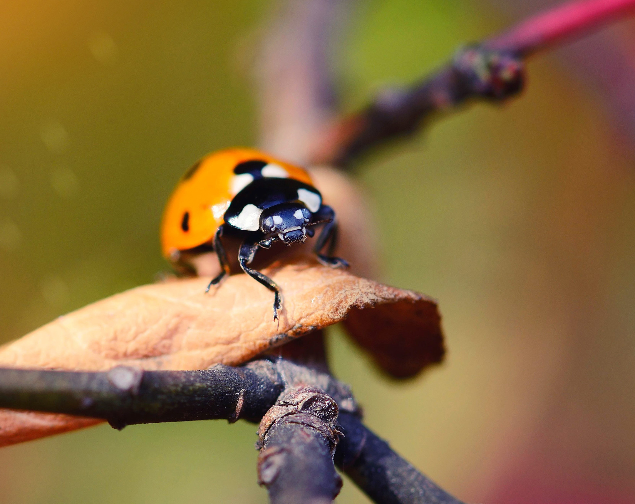 What insects should you have in your garden?