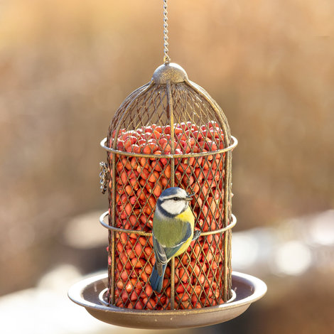 Attracting birds to your garden with these flowers