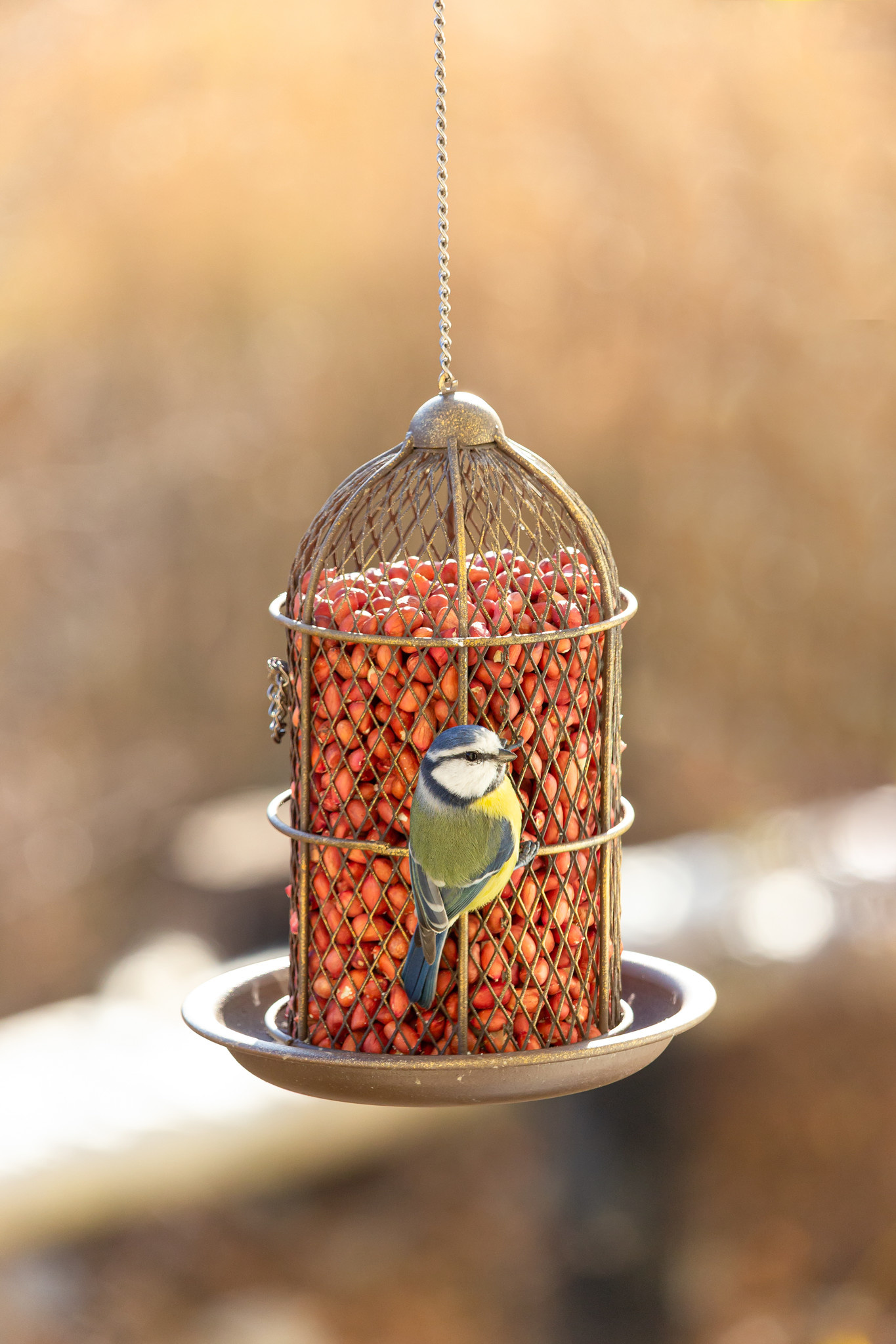 Attracting birds to your garden with these flowers