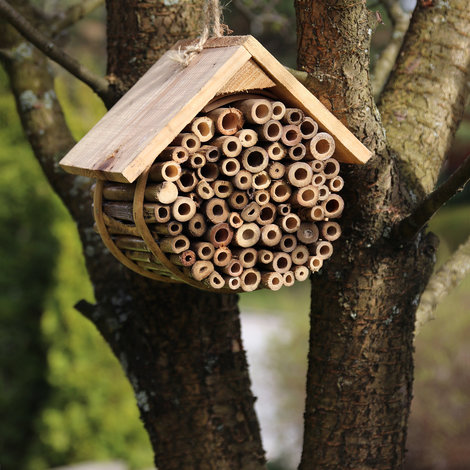 All about the insect house