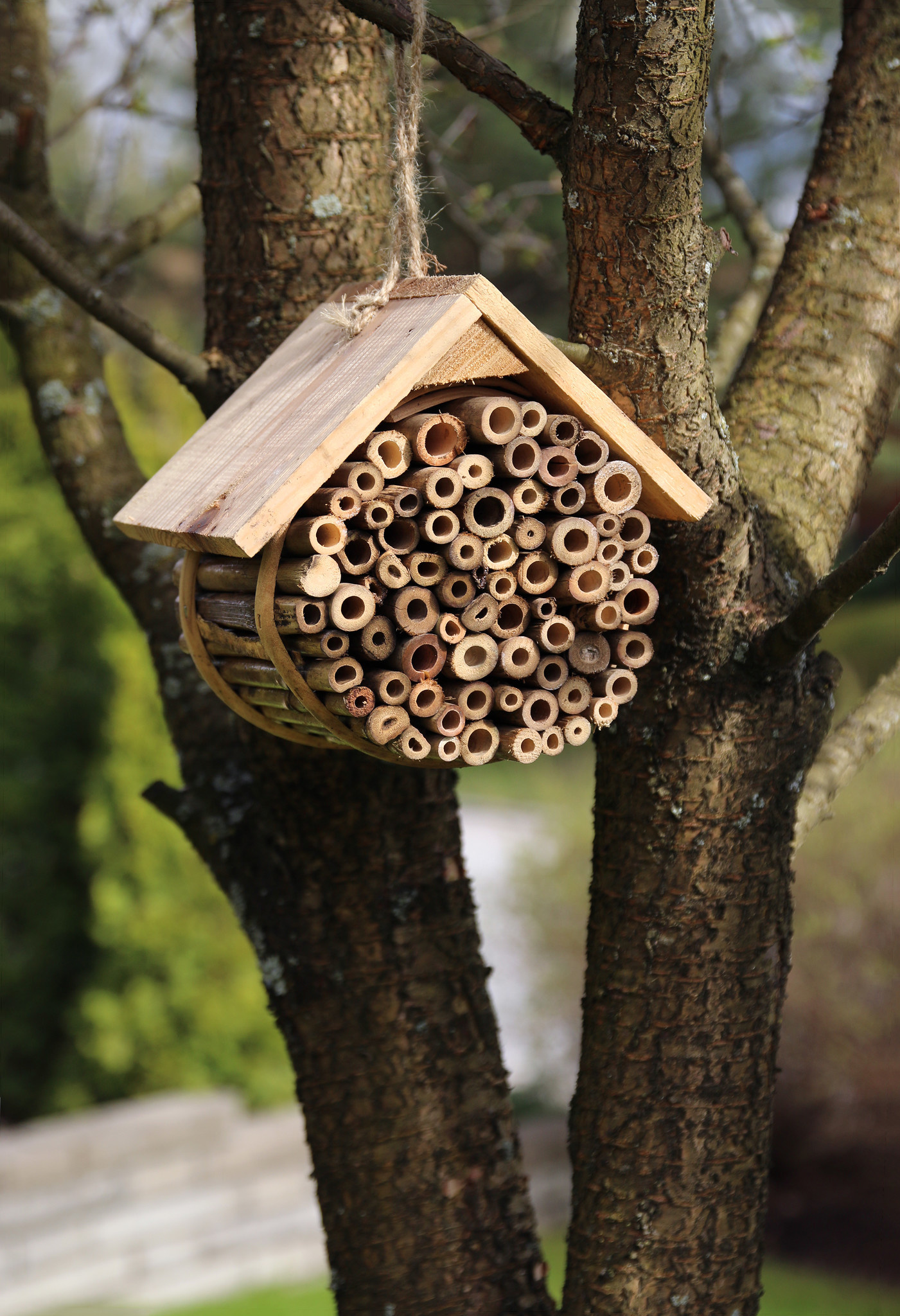 All about the insect house