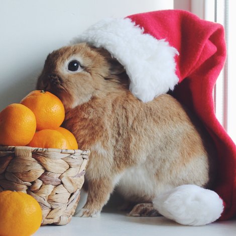 Our Christmas gift ideas for your pets