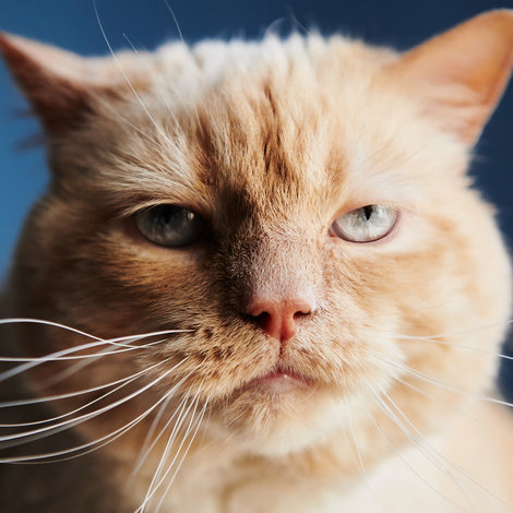 My cat is overweight, help!