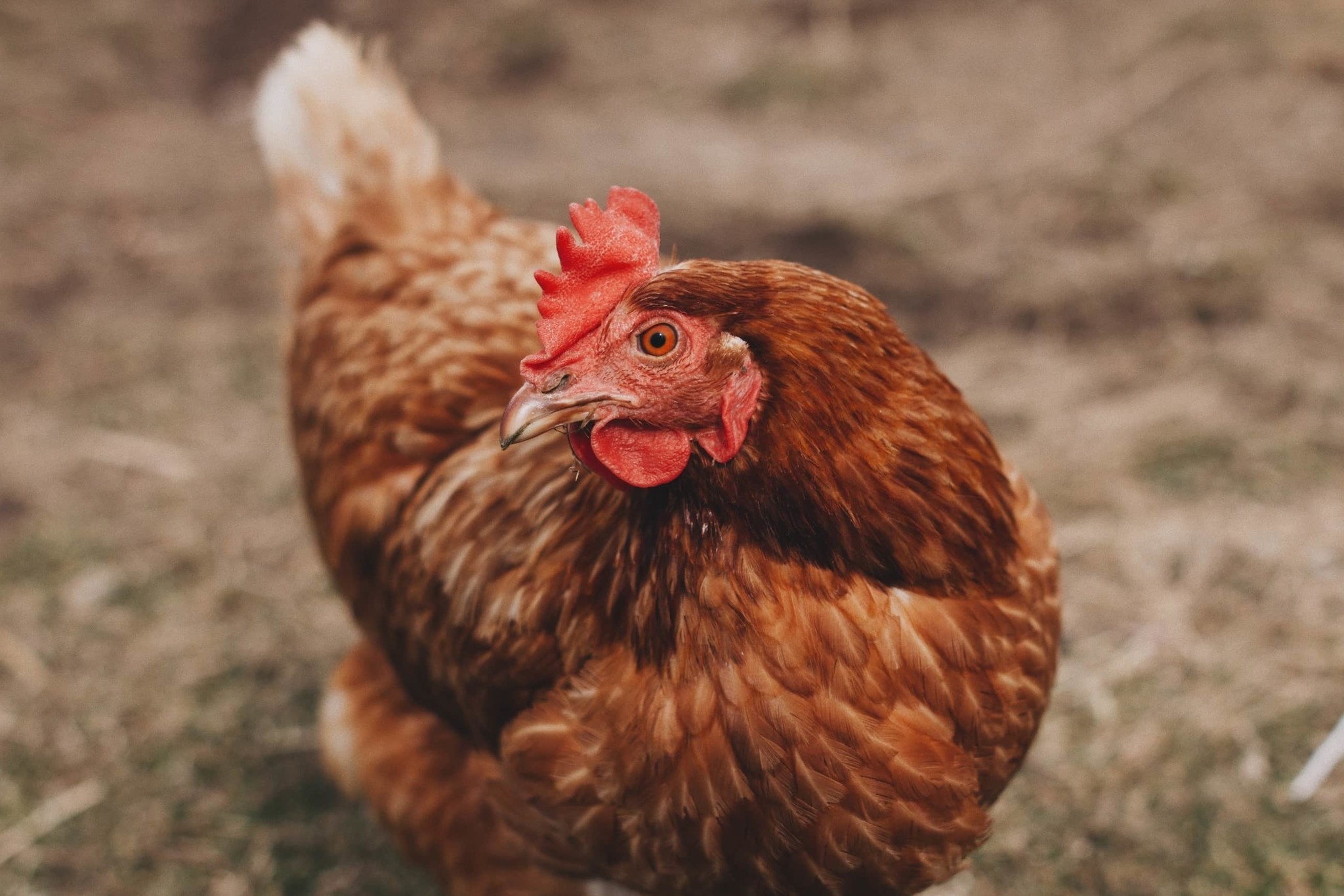 Hoe kun je je kippen stimuleren om eieren te leggen?