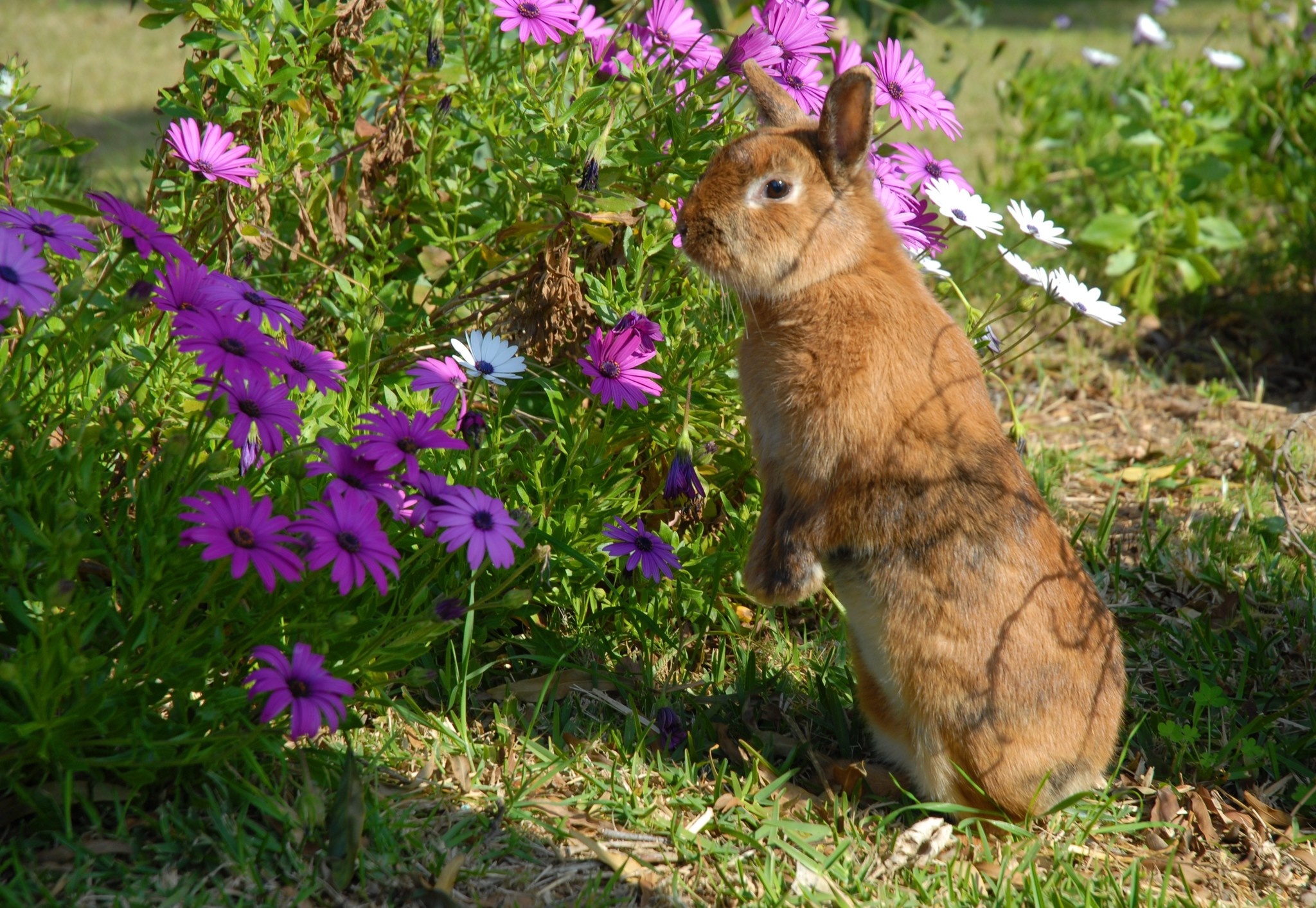 Het samenleven van verschillende soorten in mijn tuin