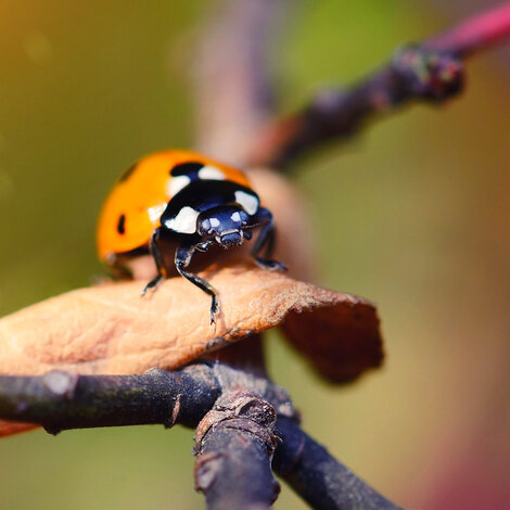 Welke insecten moet je in je tuin hebben?