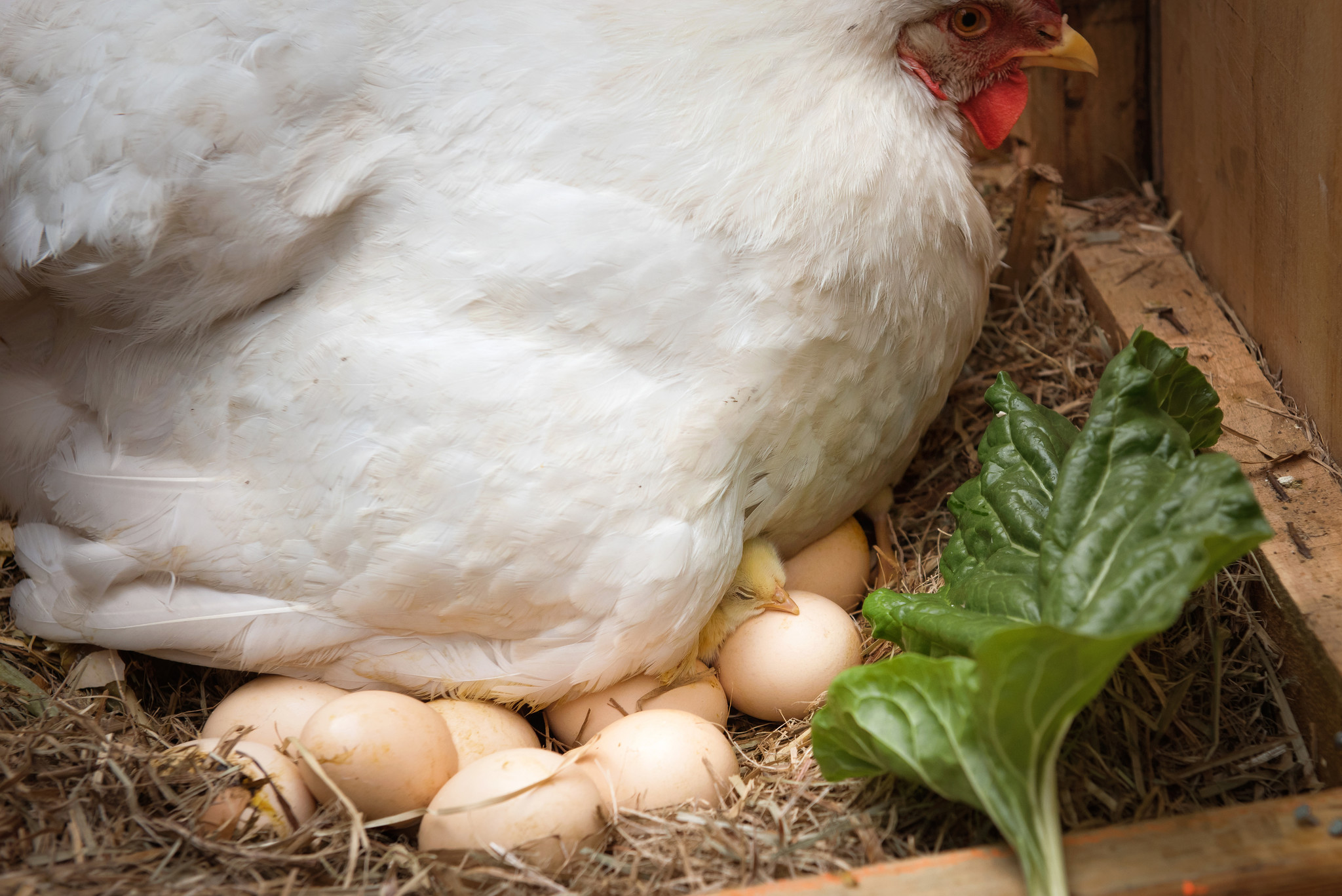 Grote waanidee Gemengd De layout BLOG - Hoe kun je je kippen stimuleren om eieren te leggen?