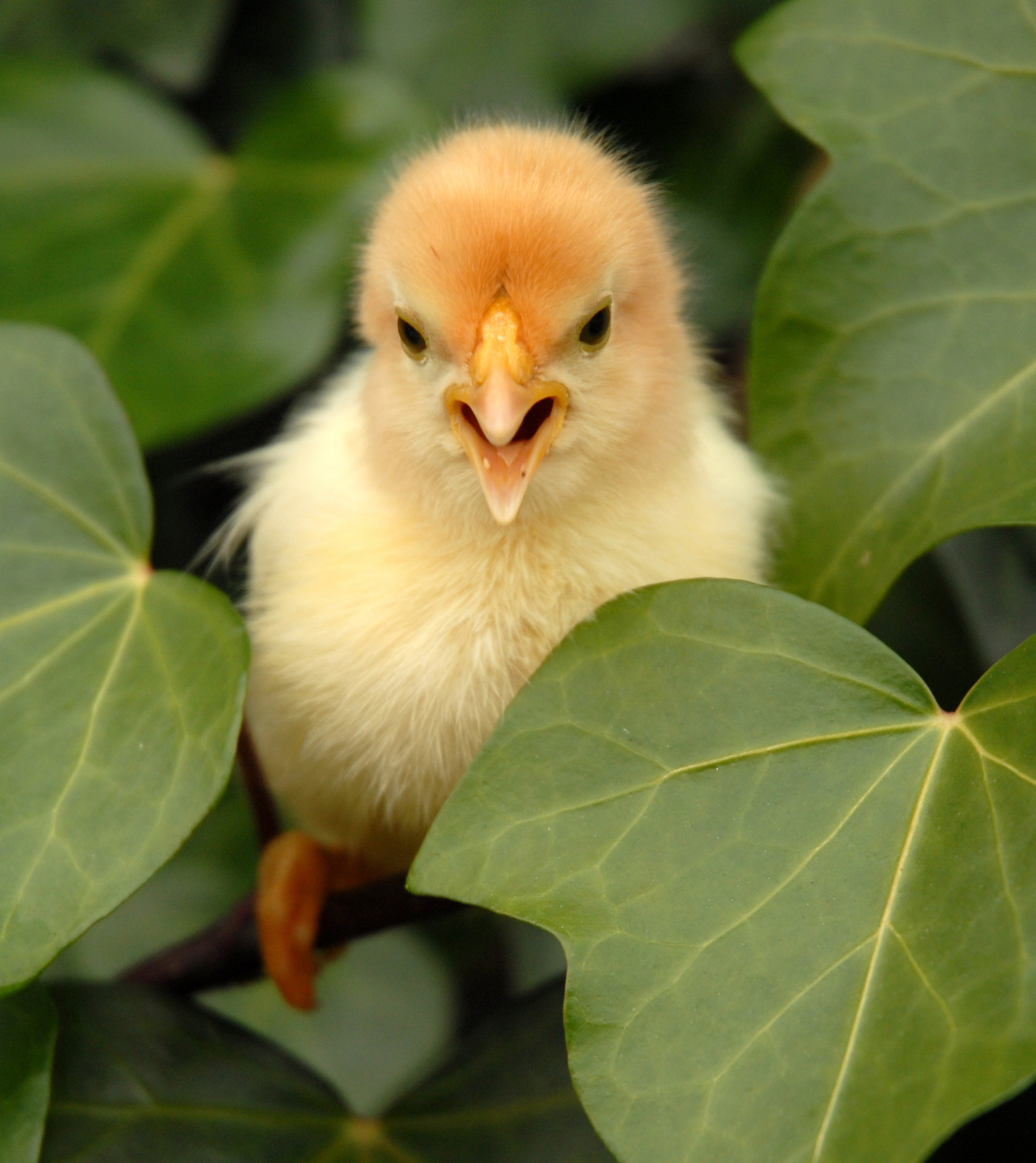 Comment nourrir et prendre soin de ses poussins ?