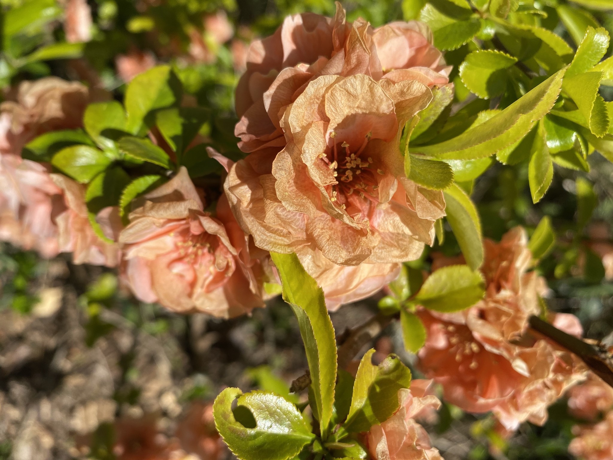 Les fleurs à planter en juin pour une floraison tout l’été