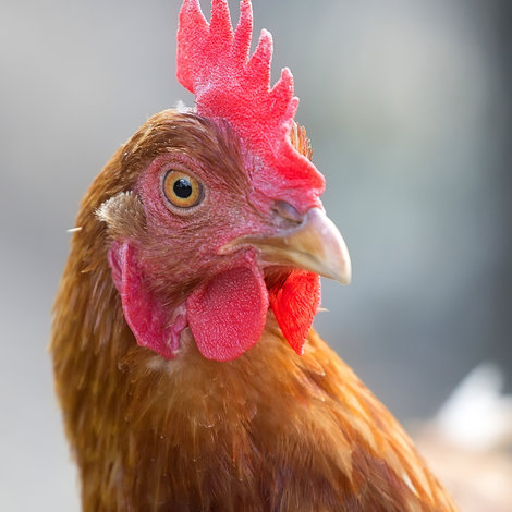 Poux rouge, puce de poule… comment les éliminer ?