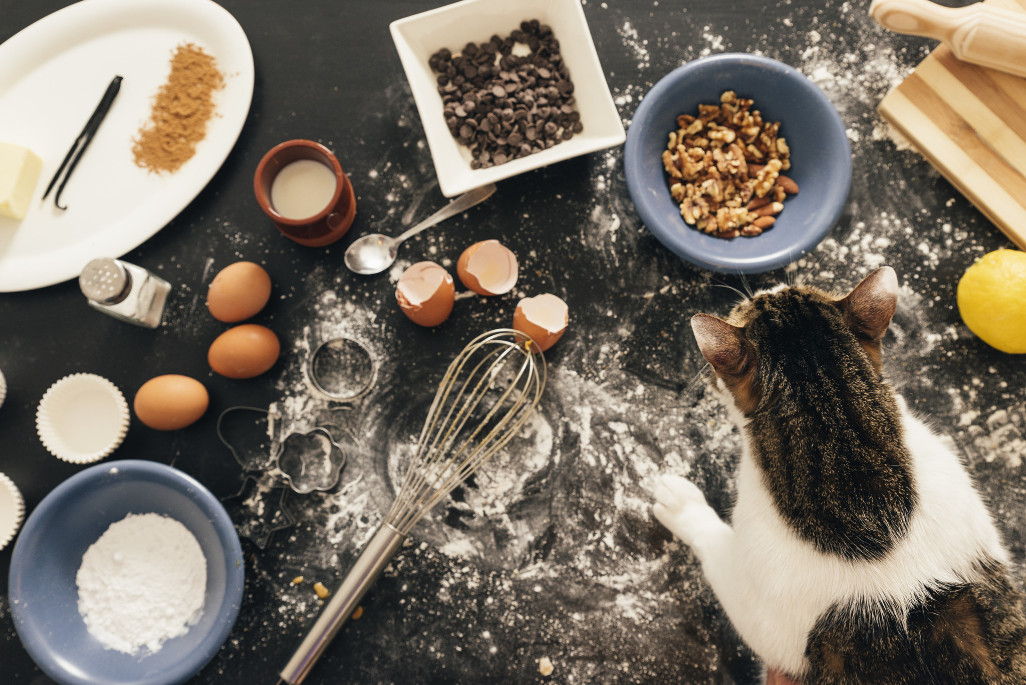 Cuisiner pour son chat : 6 idées de recettes maison pour nourrir son chat de manière saine et équilibrée !