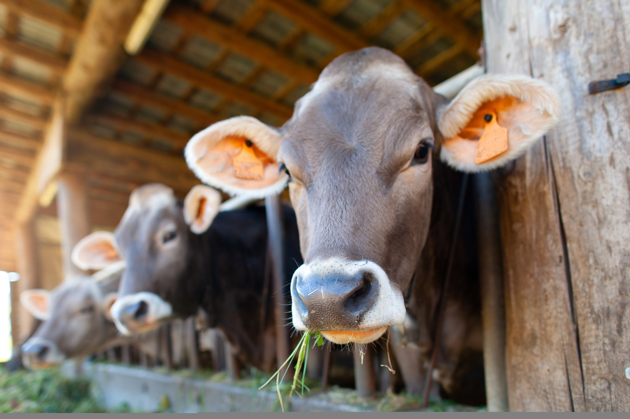 Prendre soin de ses vaches jusqu’au bout des pattes