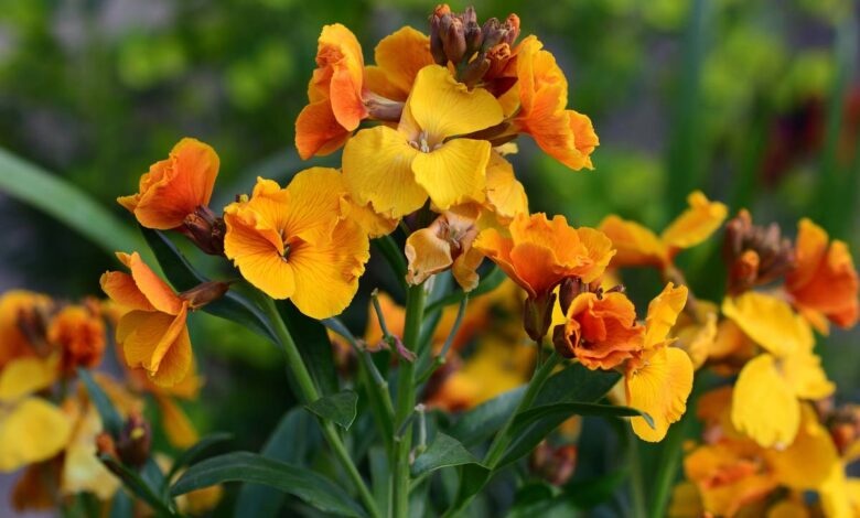 erysimum