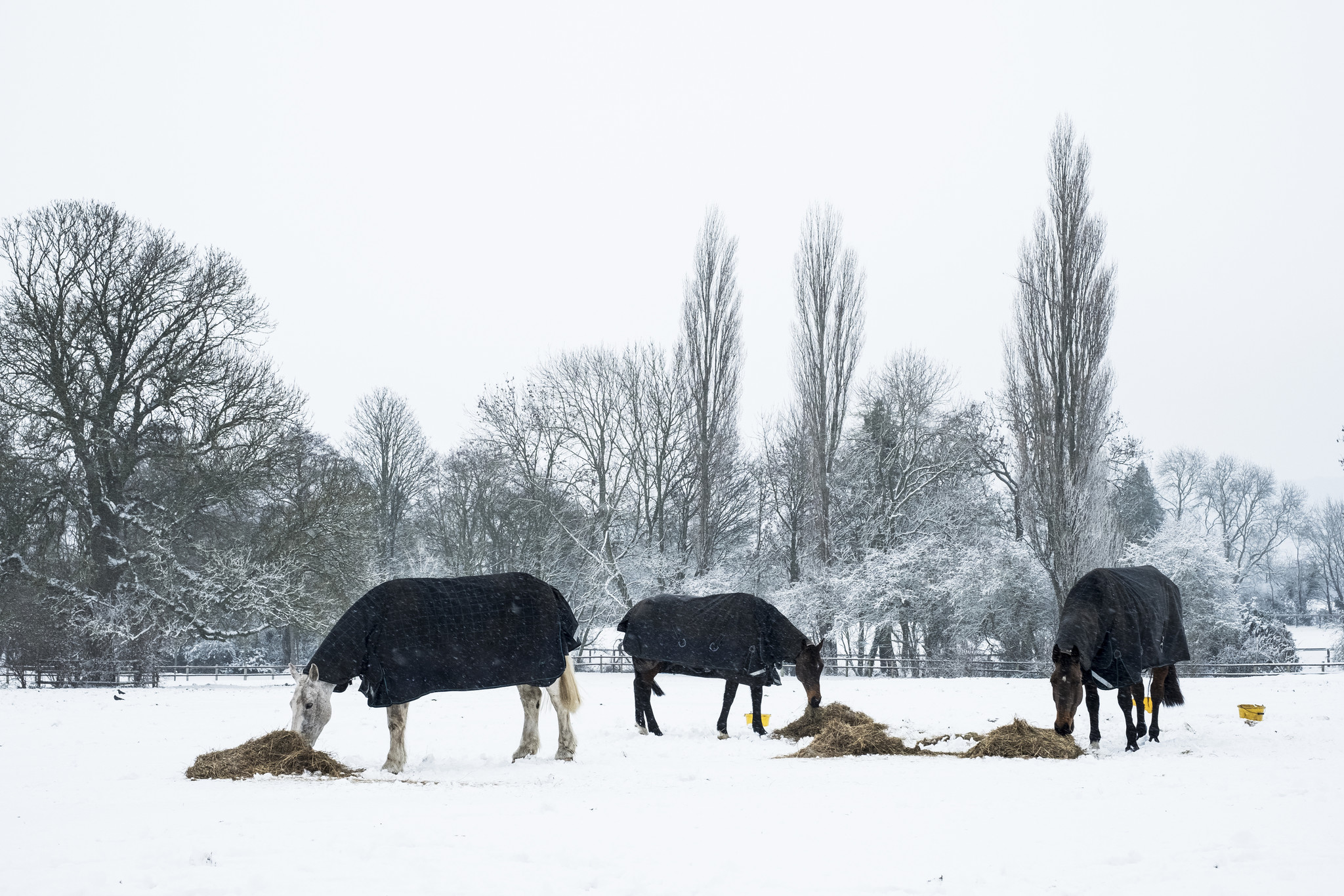 Couverture cheval