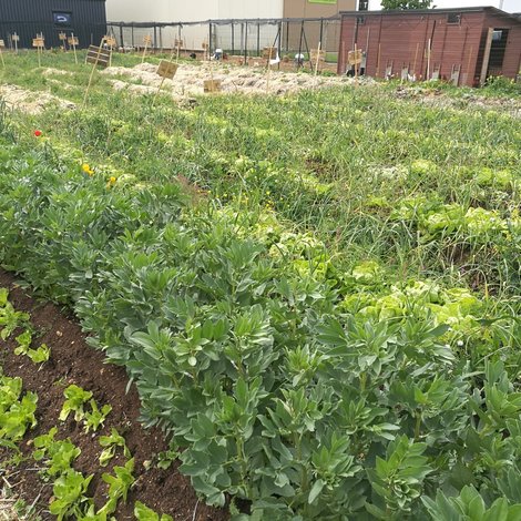 Coup d’œil sur la micro-ferme du magasin bio de Poitiers