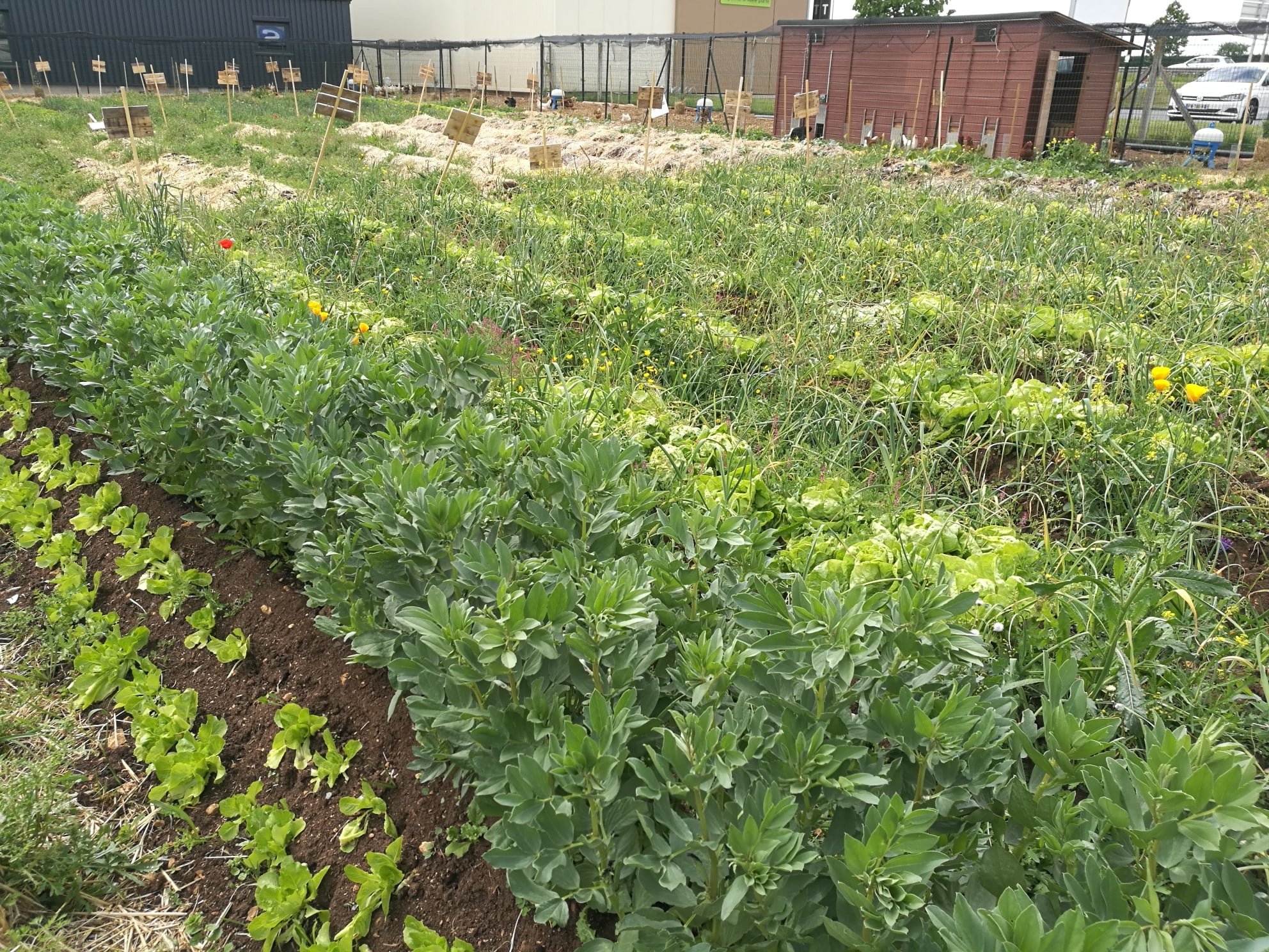 Coup d’œil sur la micro-ferme du magasin bio de Poitiers