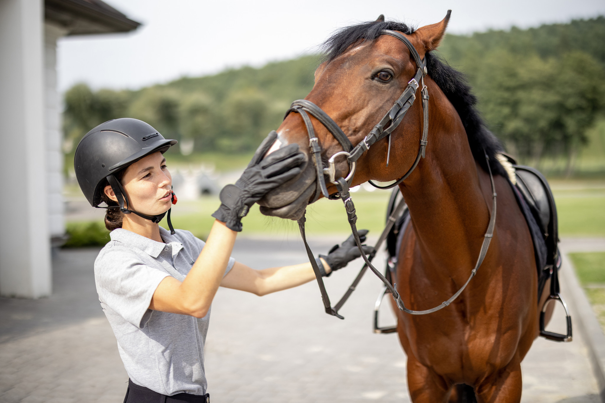 New rider ? New horse? What equipment should I choose?