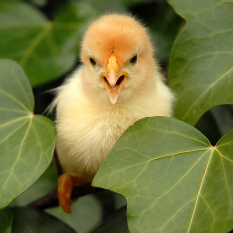 How to feed and care for your chicks?