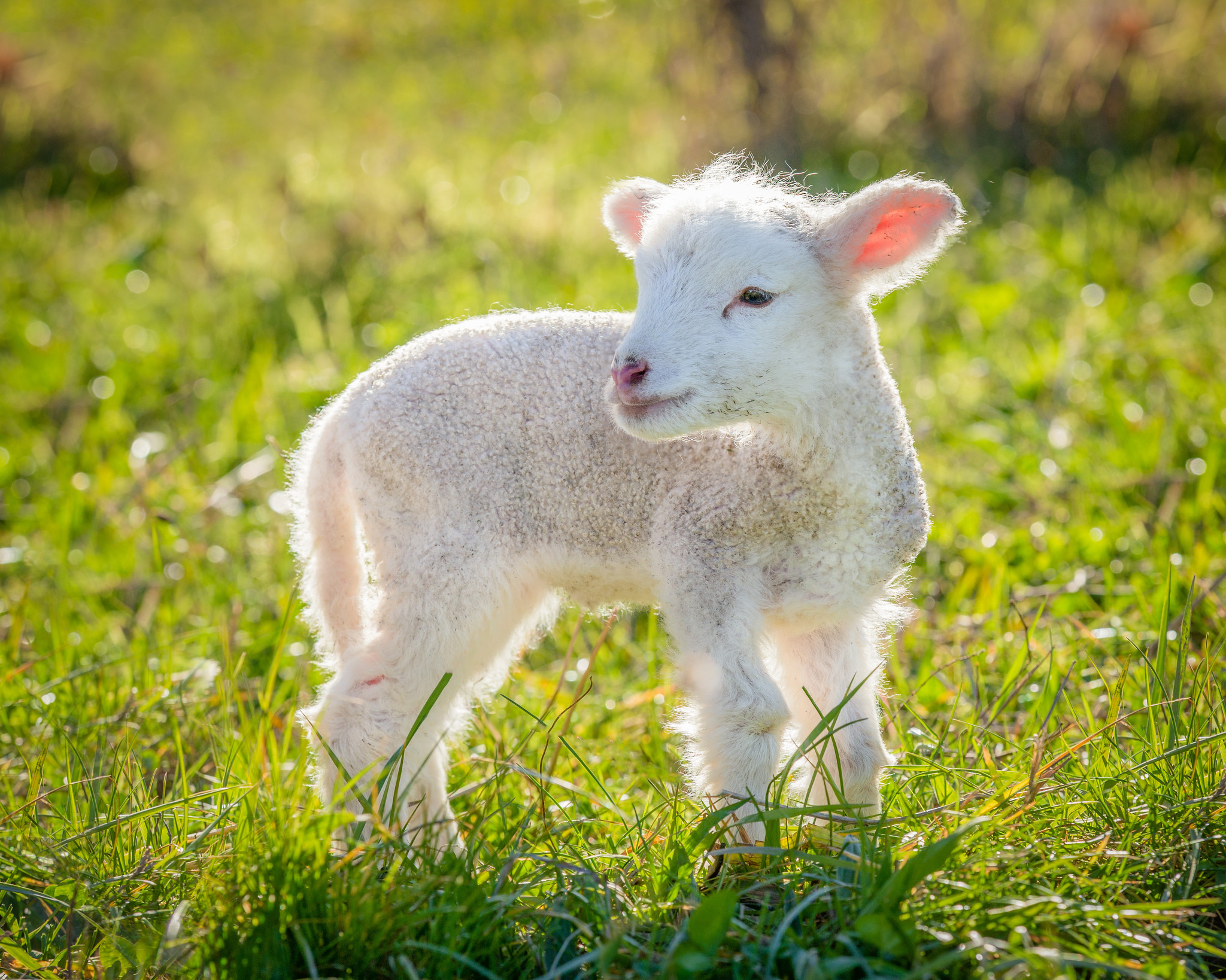 Our tips for welcoming newborns