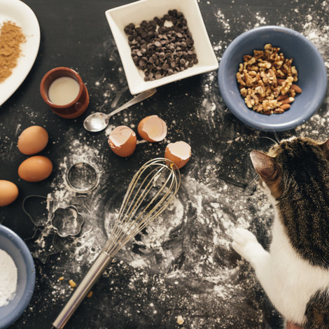Cooking for your cat: 6 ideas for homemade recipes to feed your cat in a healthy and balanced way!