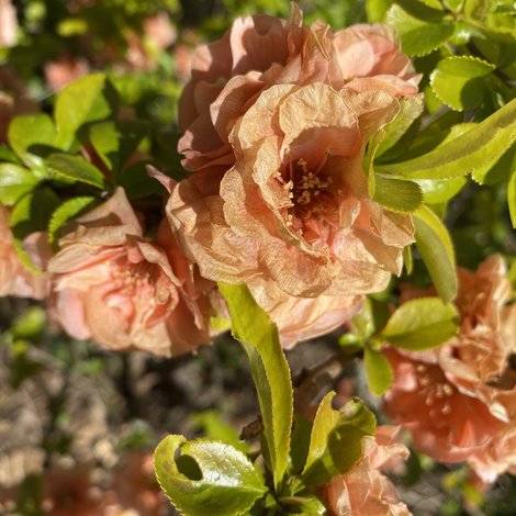 Bloemen om te planten in juni voor de hele zomer