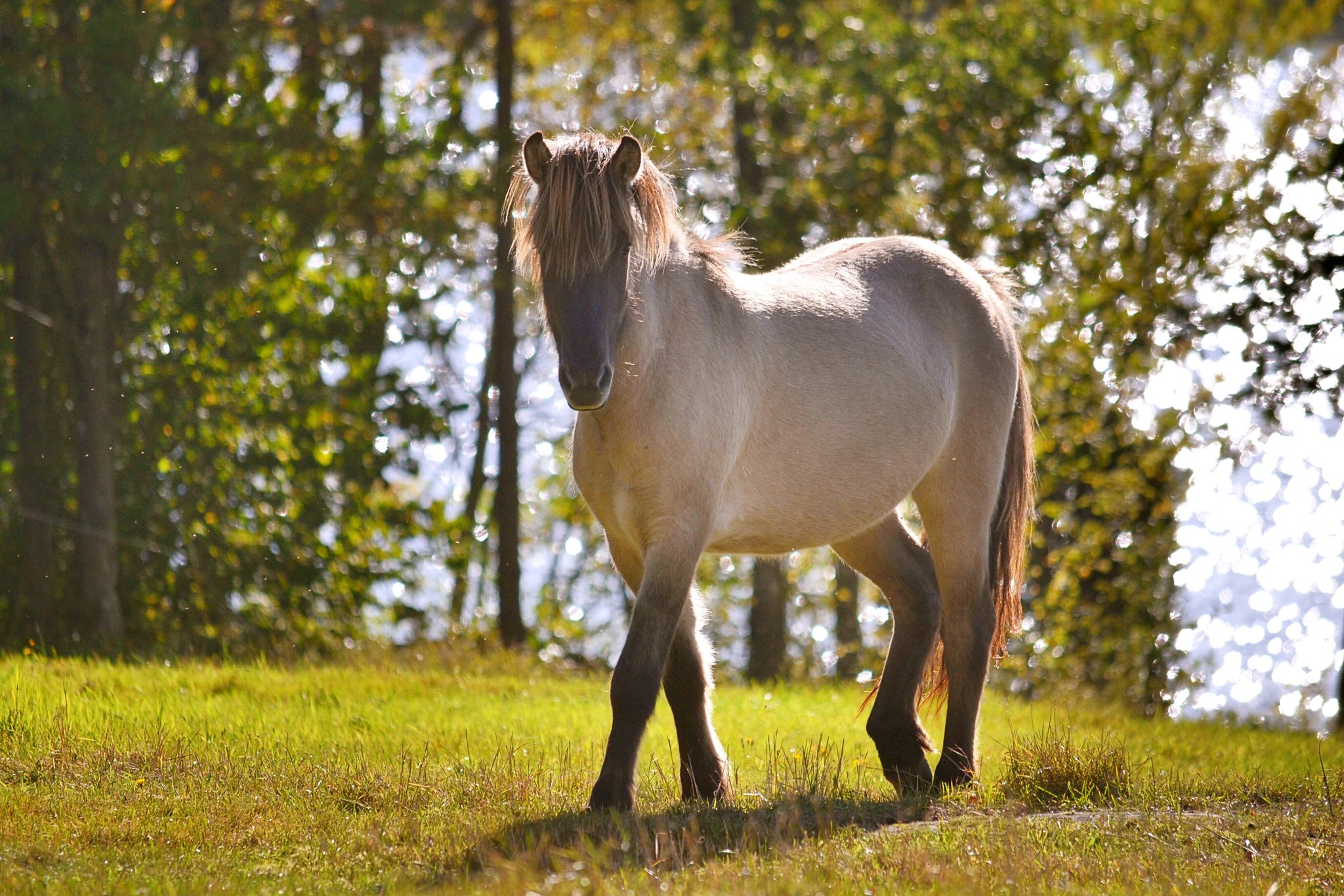 Crottin de cheval : Les bienfaits sur votre végétation