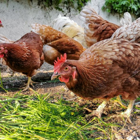 Comment se débarrasser naturellement des parasites chez les poules ?