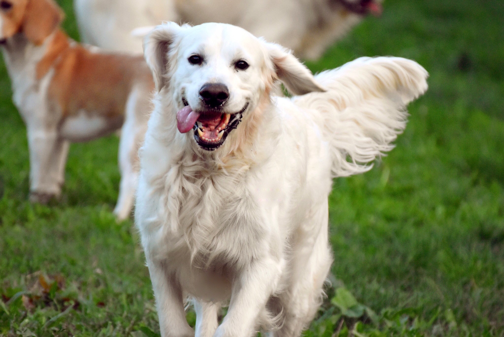 Quels sont les bienfaits des probiotiques sur mon animal ?