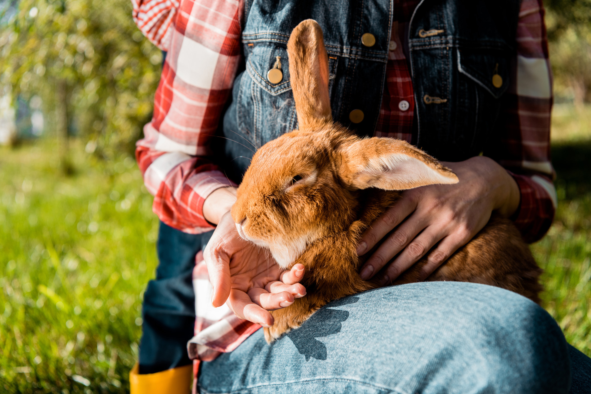 10 races de lapins pour débuter un élevage