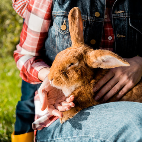 10 races de lapins pour débuter un élevage