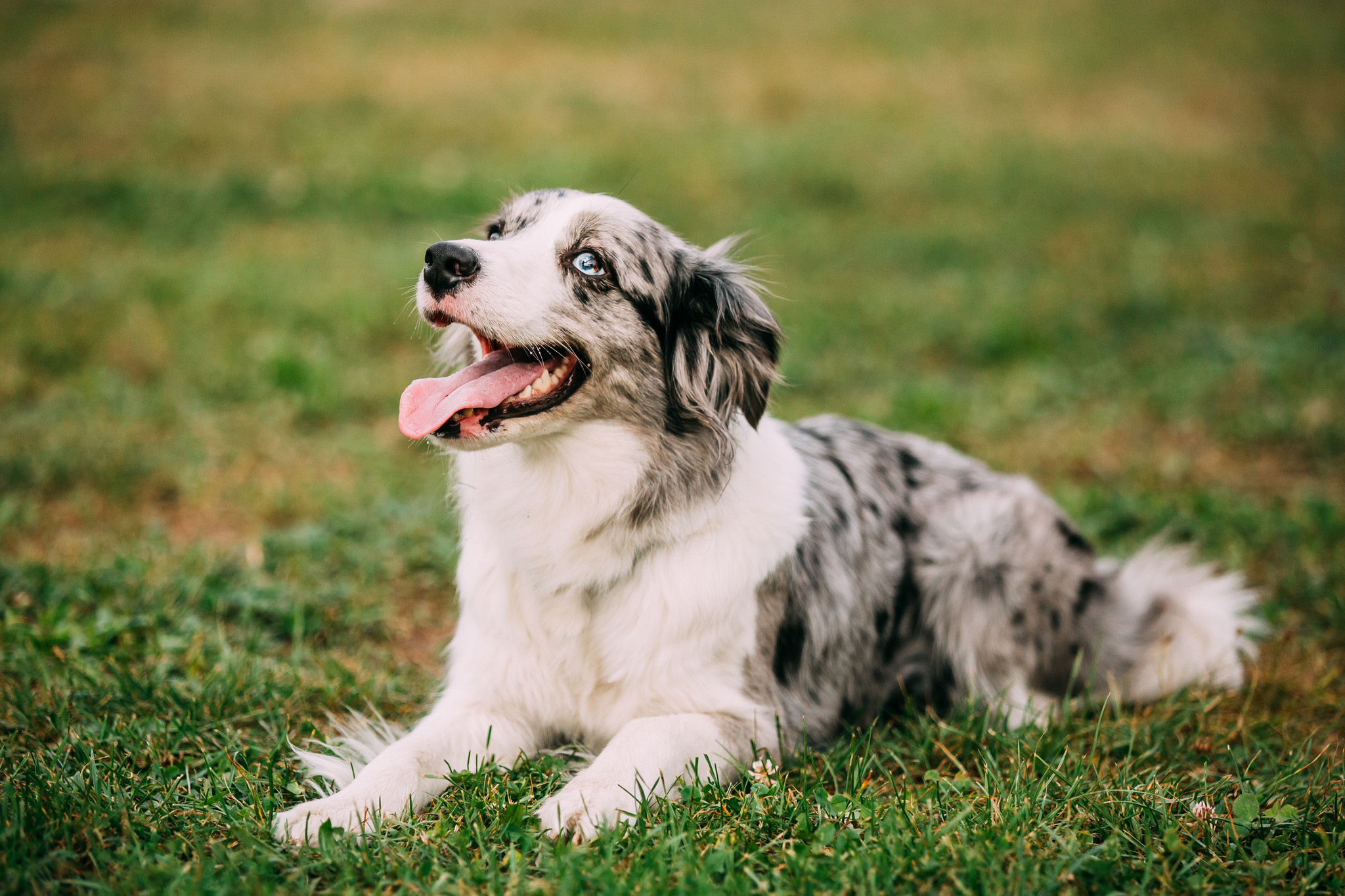 Les chiens préférés des Européens