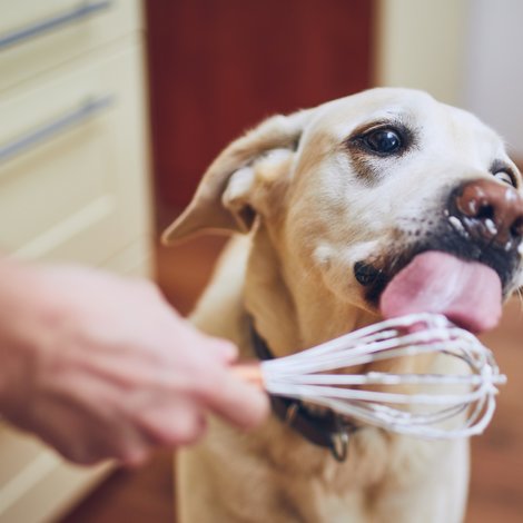 Cooking for your dog: 5 homemade recipes for a healthy and balanced diet!