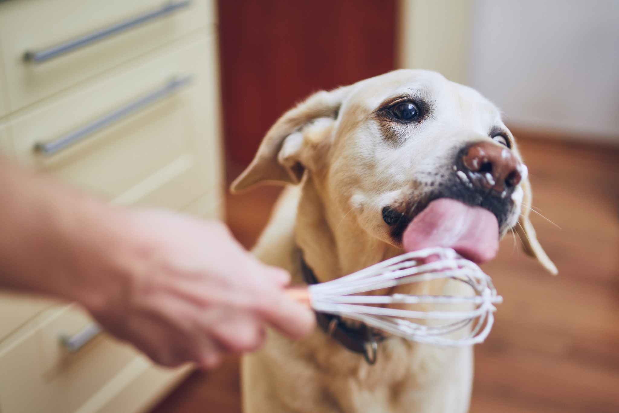 Cooking for your dog: 5 homemade recipes for a healthy and balanced diet!