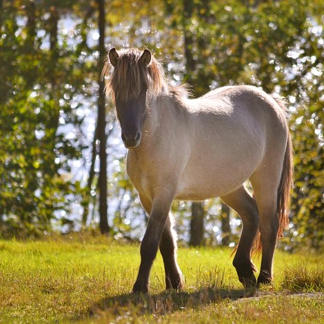 Horse manure: The benefits for your vegetation