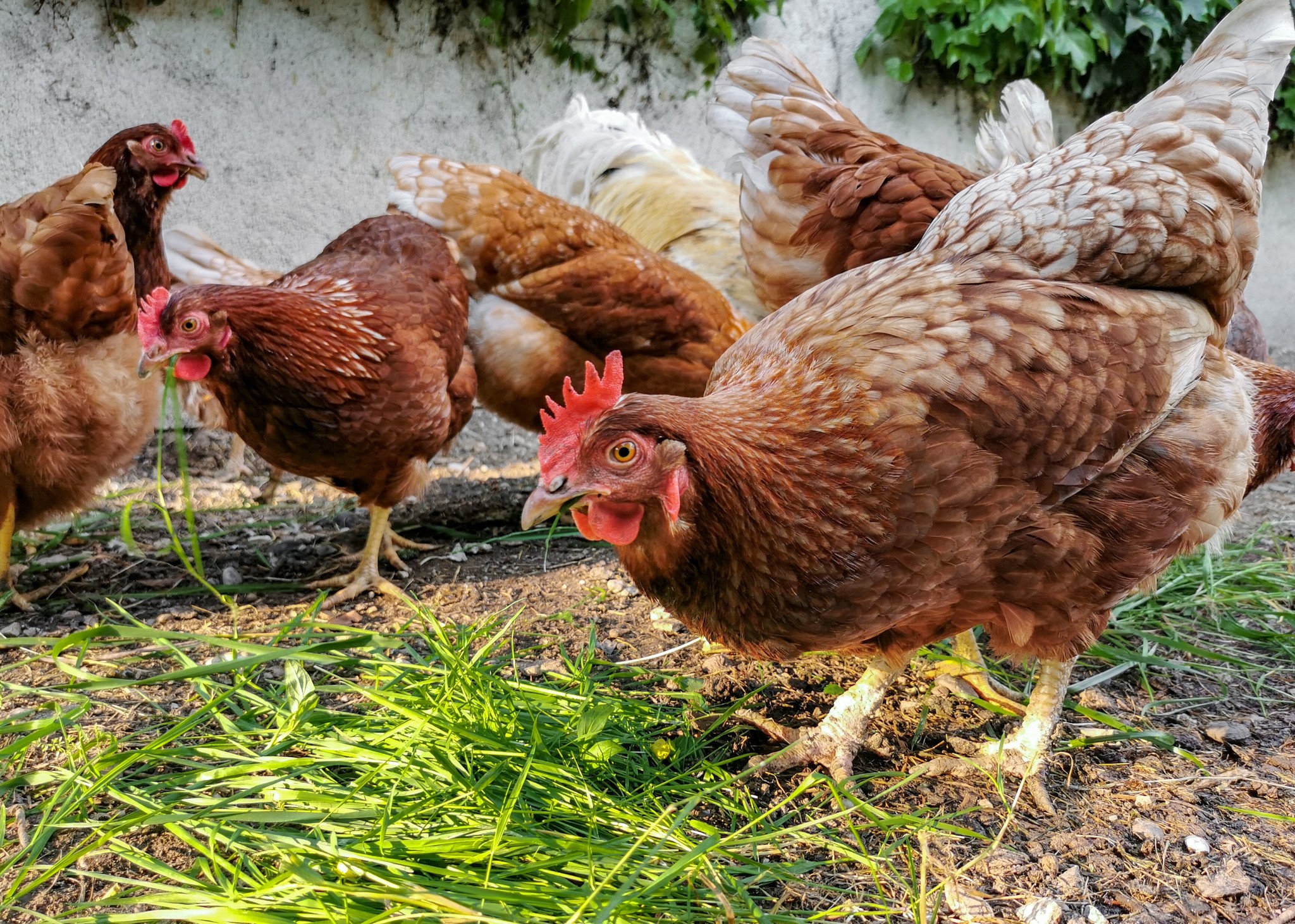 How to get rid of parasites and mites on chicken with natural remedies? 