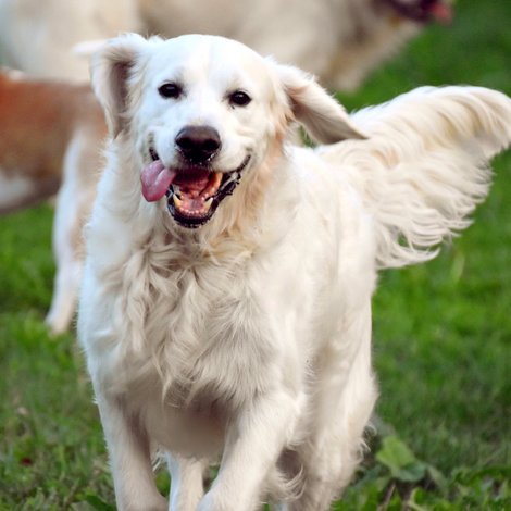 What are the benefits of probiotics for my pet?