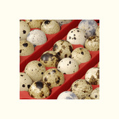 Broedmachine met 12 eieren, automatisch - ET 12