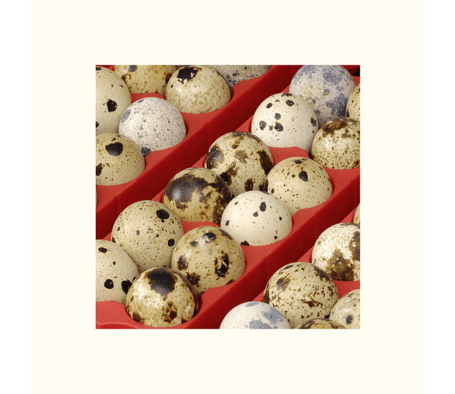 Incubator 24 eggs, automatic - ET 24 Incubator 24 eggs, automatic - ET 24