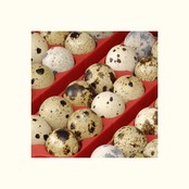 Incubator 49 eggs, automatic - ET 49 Incubator 49 eggs, automatic - ET 49