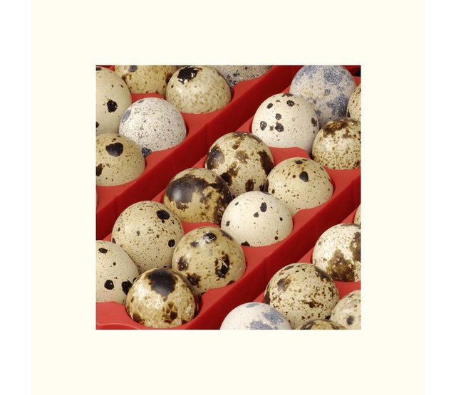 Incubator 49 eggs, automatic - ET 49 Incubator 49 eggs, automatic - ET 49