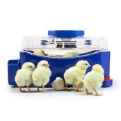 Automatic incubator Lumia 8 eggs - Borotto