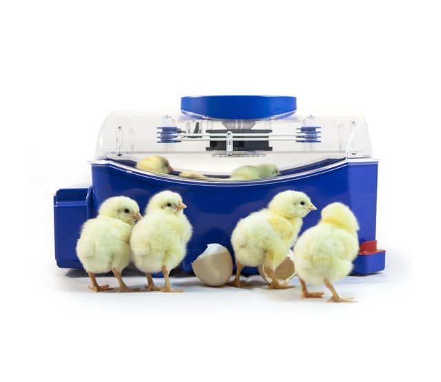 Automatic incubator Lumia 8 eggs - Borotto