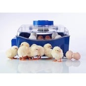 Automatische broedmachine Lumia 16 eieren - Borotto