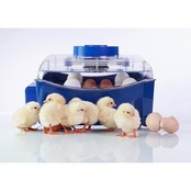 Couveuse automatique Lumia 16 oeufs - Borotto