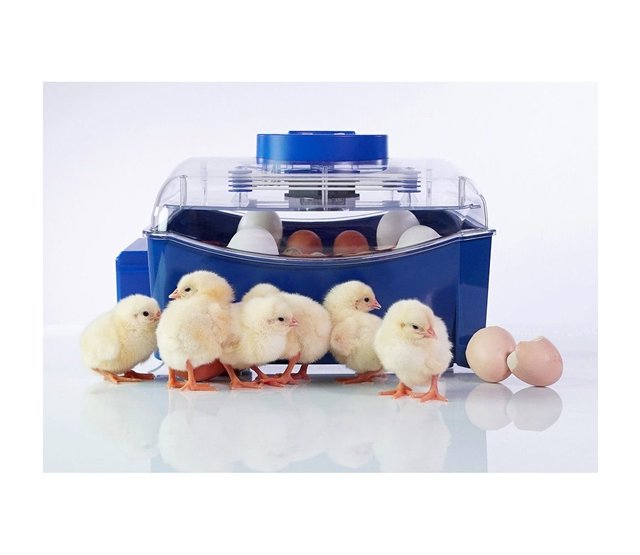 Couveuse automatique Lumia 16 oeufs - Borotto