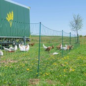 Net 50m h1.20m not electrified