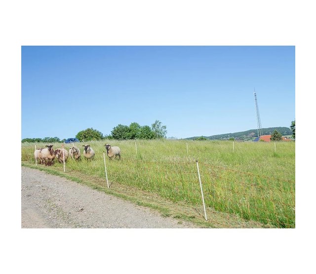 Orange Sheep Net 0.90m - 50m