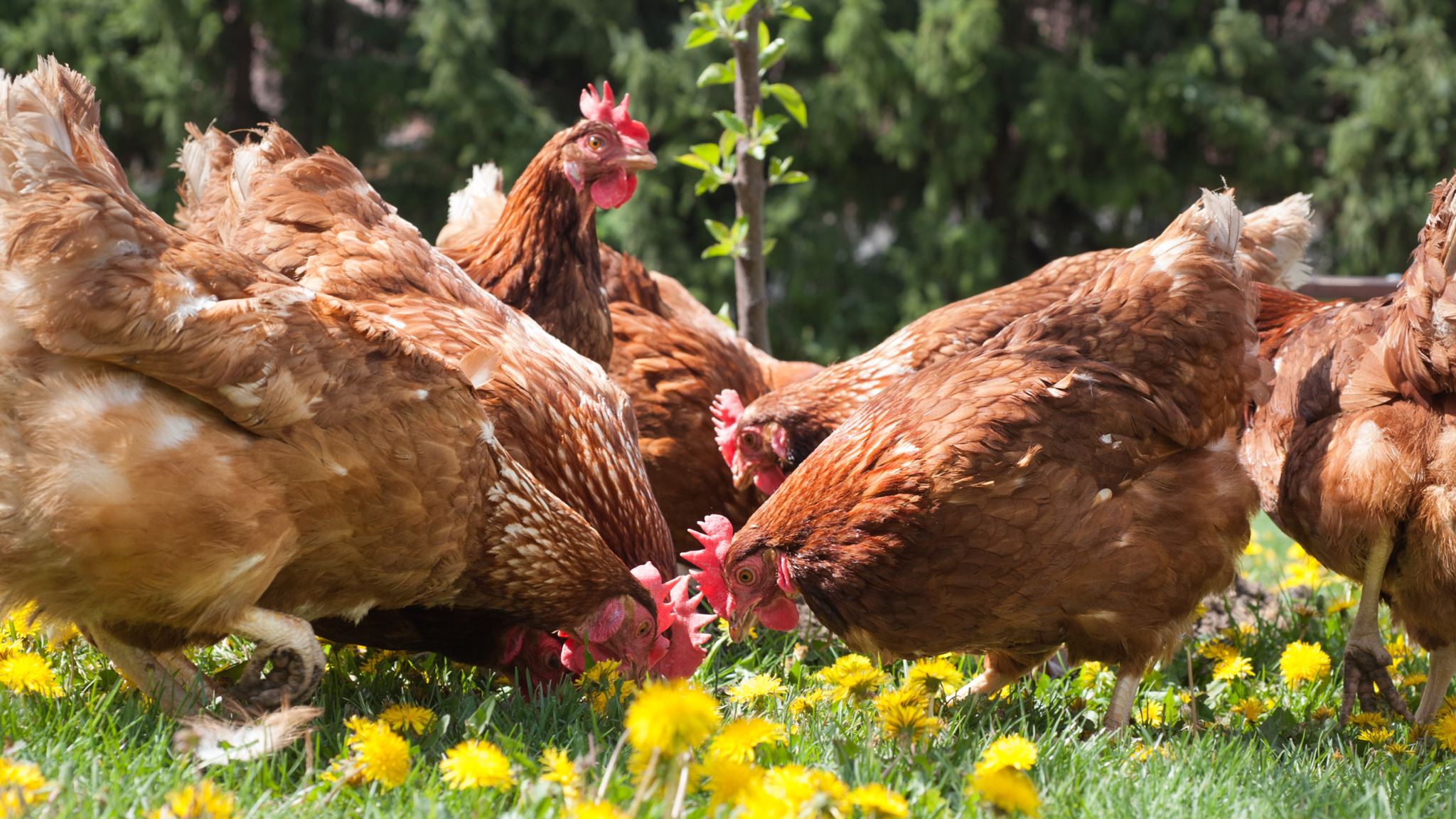 Comment laver et sécher votre poule, Prendre soin de vos poules