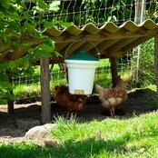 12L hangende drinkbak met pipetten - Chick'A